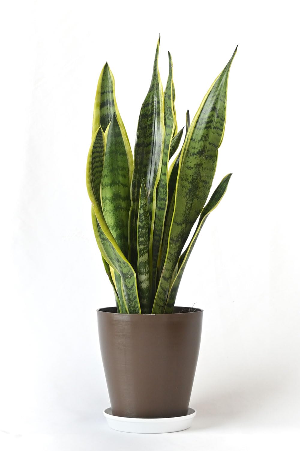 Amazon｜観葉植物 本物 サンスベリア・ローレンティー 6号鉢｜観葉植物